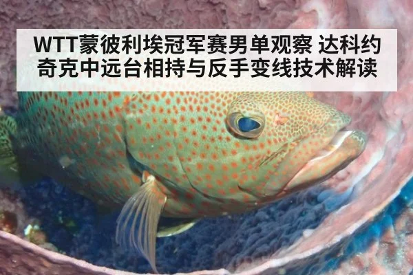 WTT蒙彼利埃冠军赛男单观察 达科约奇克中远台相持与反手变线技术解读